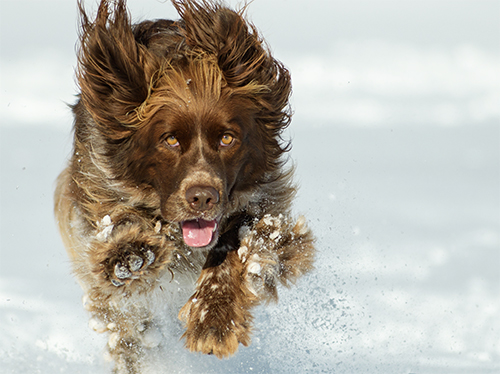 Jagdhund im Schnee