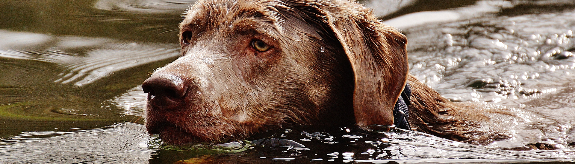 labrador im wasser