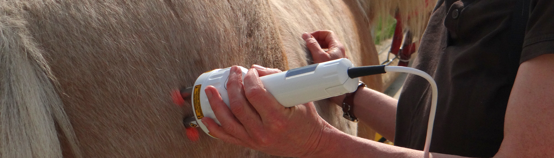lasertherapie beim Pferd