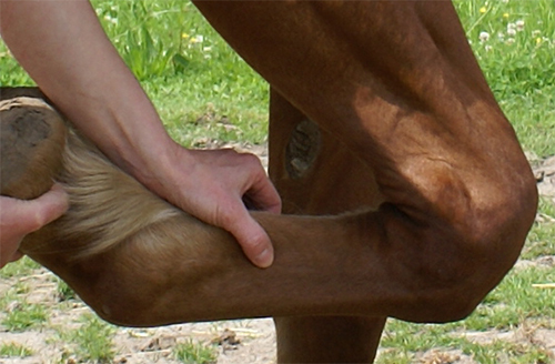 ueberpruefung der beugesehne beim pferd