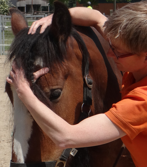 craniosacrale Therapie beim Pferd