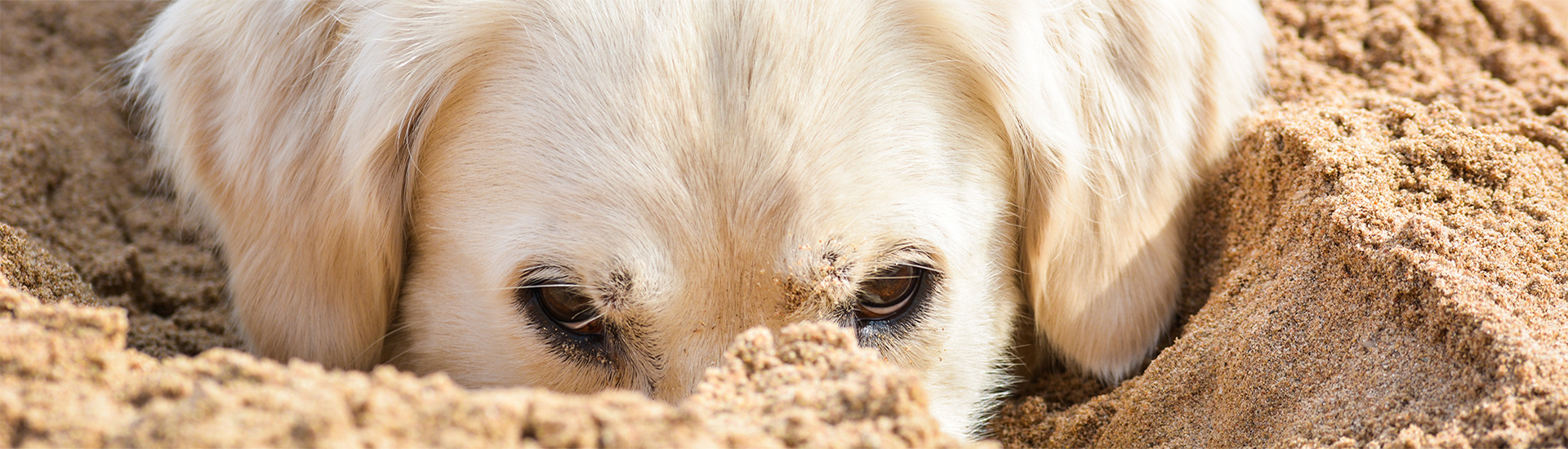 hund im sand