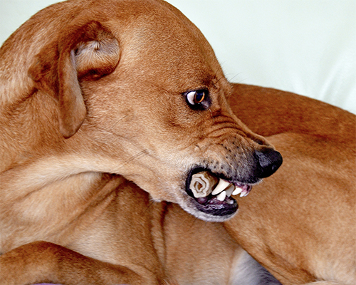 hund verteidigt futter