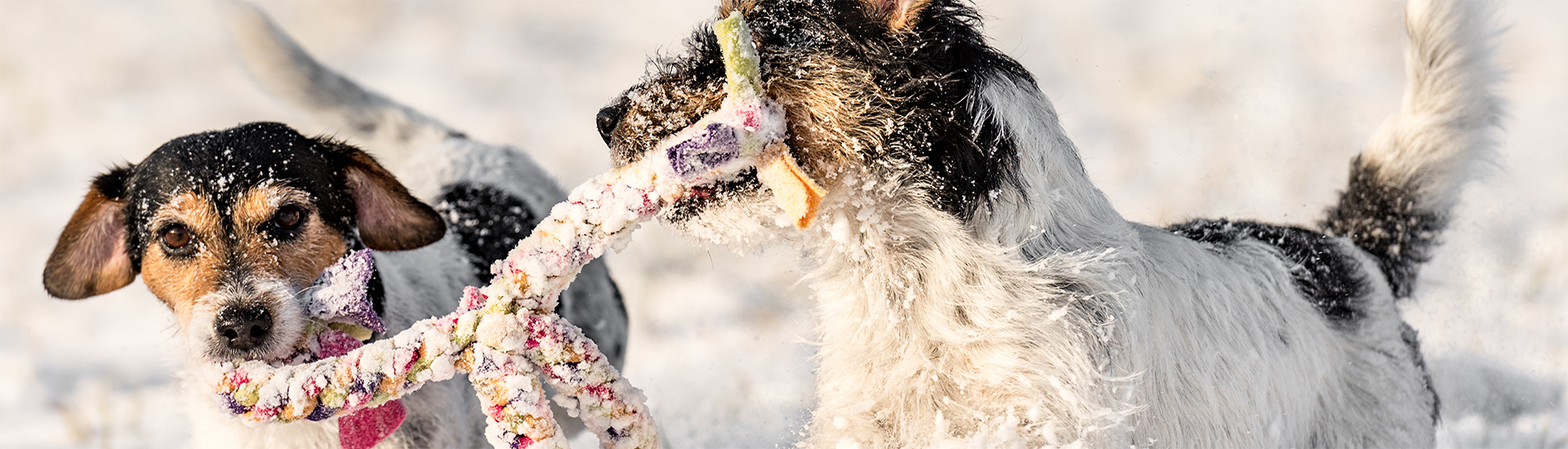 jack russel terrier im schnee