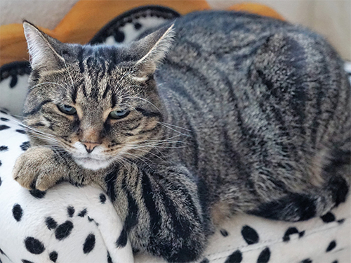 dicke Katze liegt auf Sofa