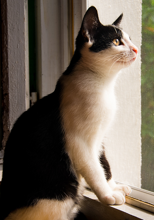 Katze schaut aus dem Fenster