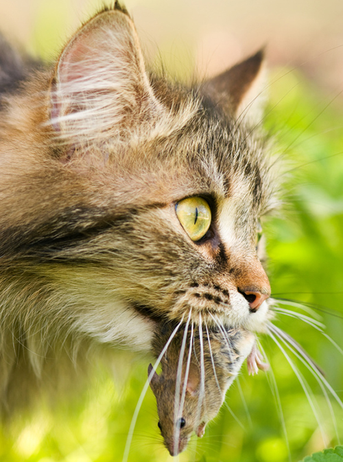 katze mit maus