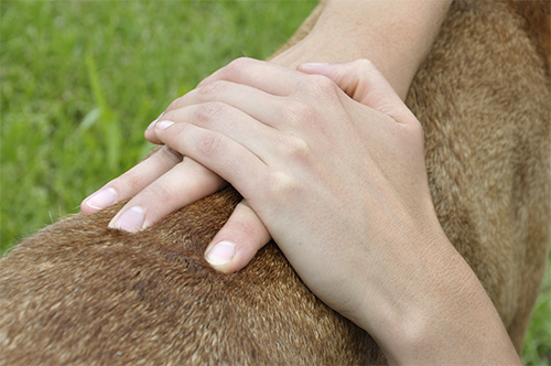 manuelle Therapie beim Hund