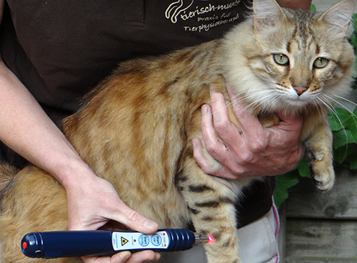 Lasertherapie bei einer Katze