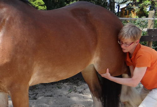 Überprüfung des Kniegelenks beim Pferd
